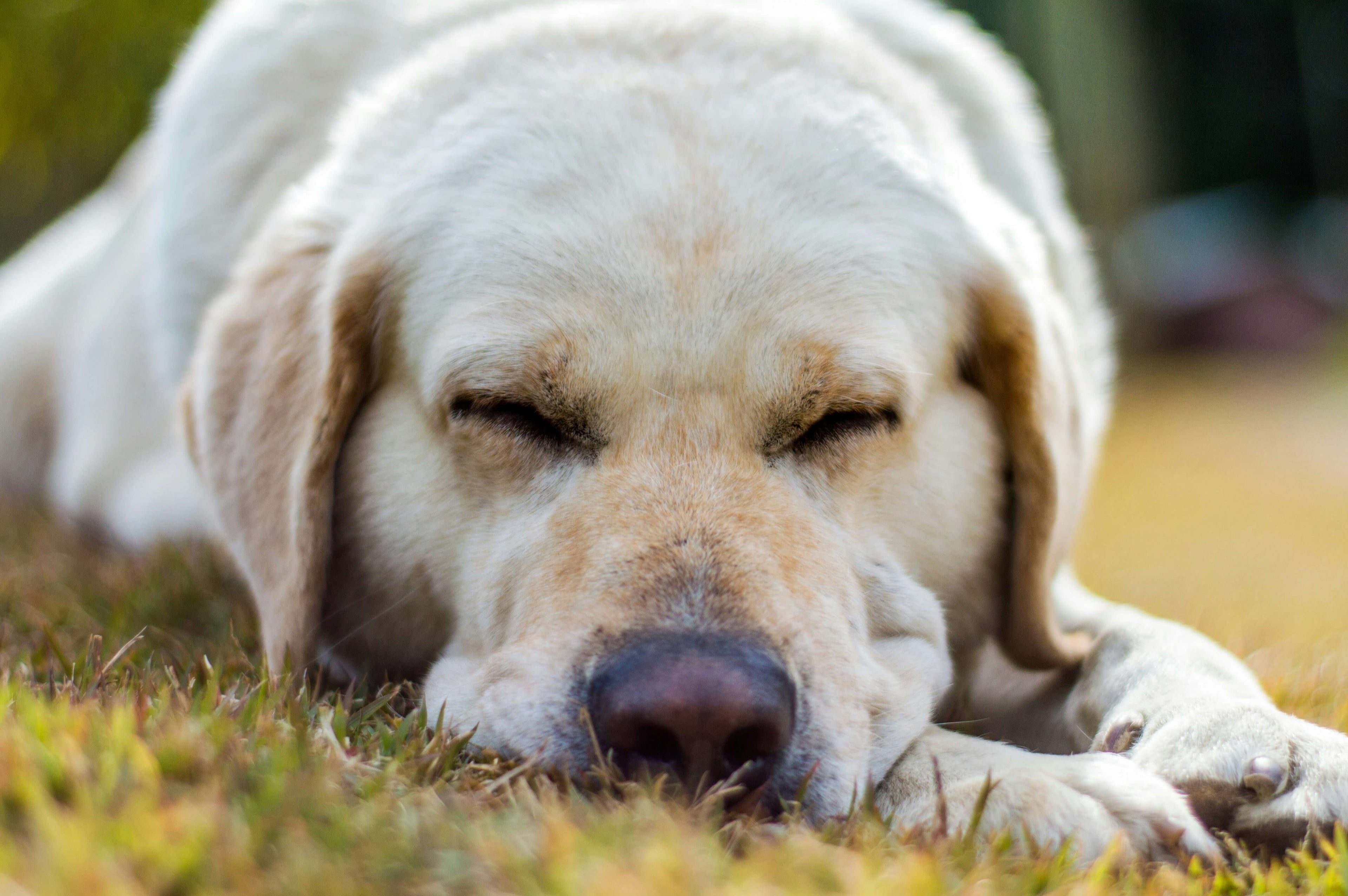 Front angle of a calm dog sleeping peacefully, showing relaxation and comfort, ideal for separation anxiety solutions.